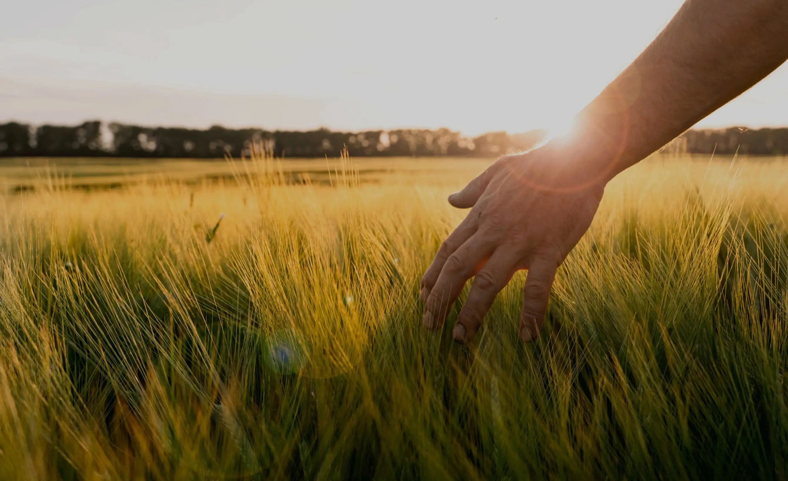 Una mano tocando pastizales al atardecer